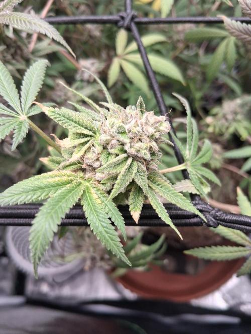 Second Grow, about 2 weeks till harvest.. Week 9