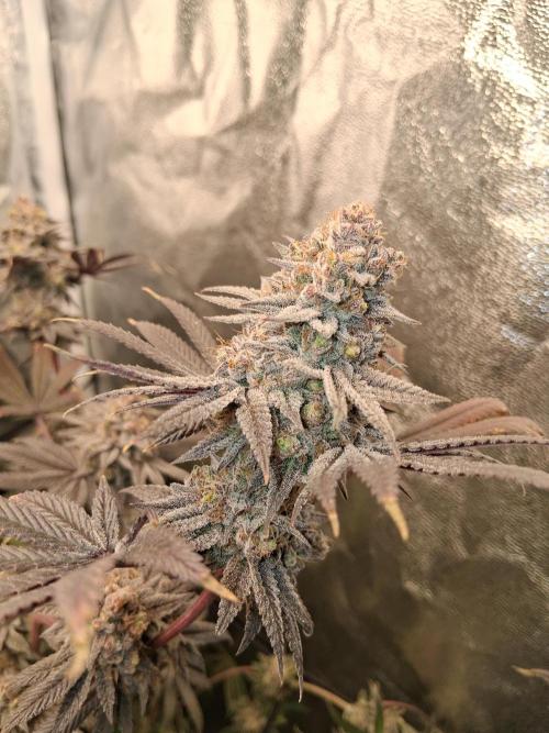 Second Grow, about 2 weeks till harvest.. Week 9