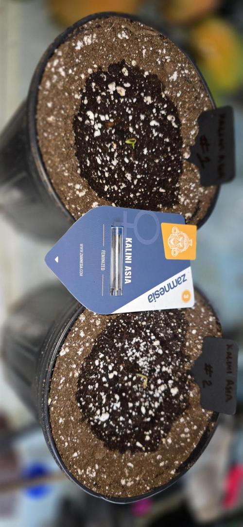 Kalini Asia Outdoor Grow June 2026. Week 0 - Day #1