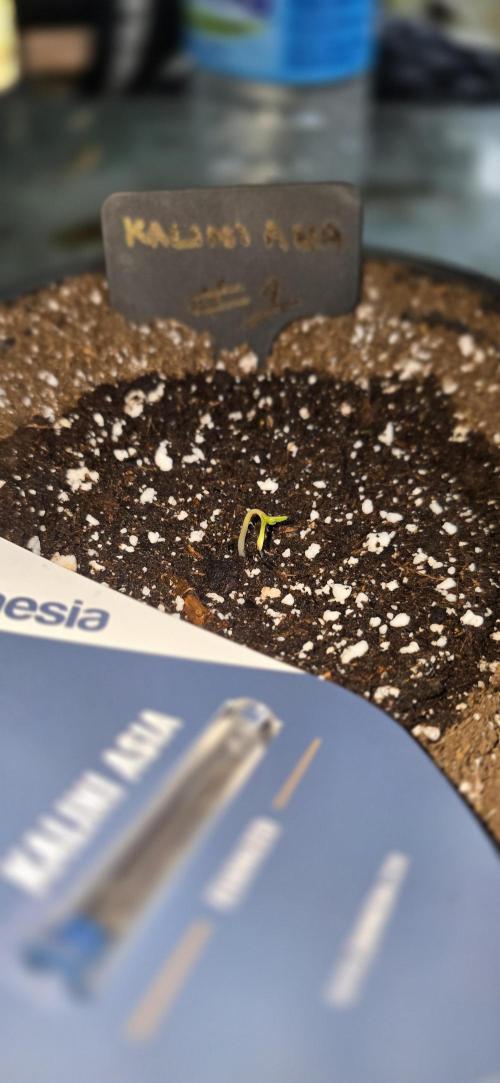 Kalini Asia Outdoor Grow June 2026. Week 0 - Pheno #1
