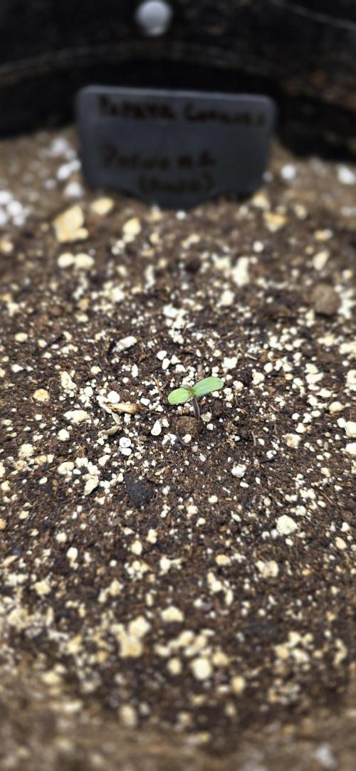 First Auto Flower Grow. Week 0 - Papaya Cookies 
Pheno #1
Day #1