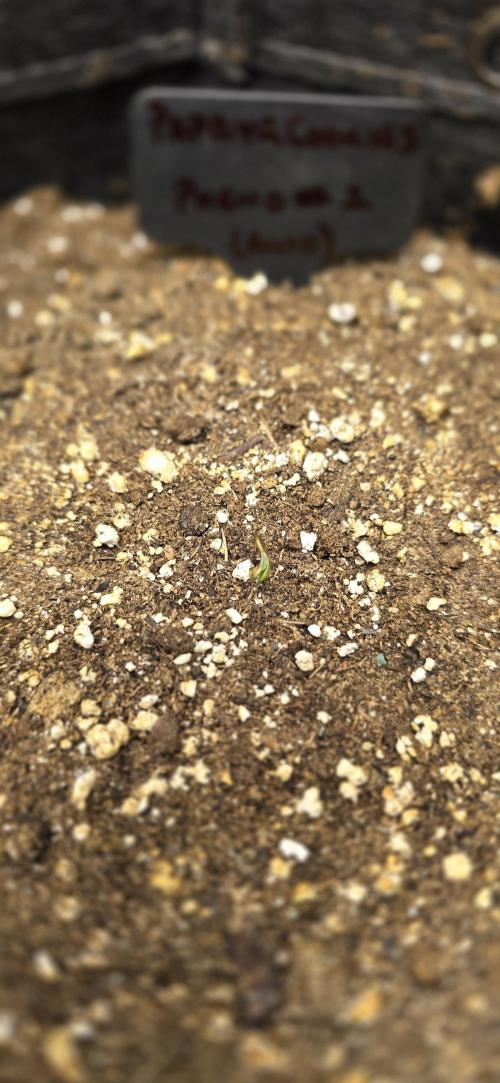 First Auto Flower Grow. Week 0 - Papaya Cookies 
Pheno#2
Day #1