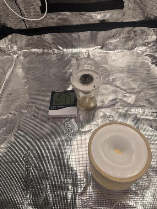Bag seed from LEMON BERRY CANDY OG 🇺🇸. Week 0