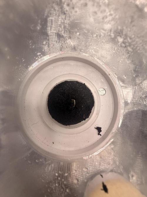 Bag seed from LEMON BERRY CANDY OG 🇺🇸. Week 0