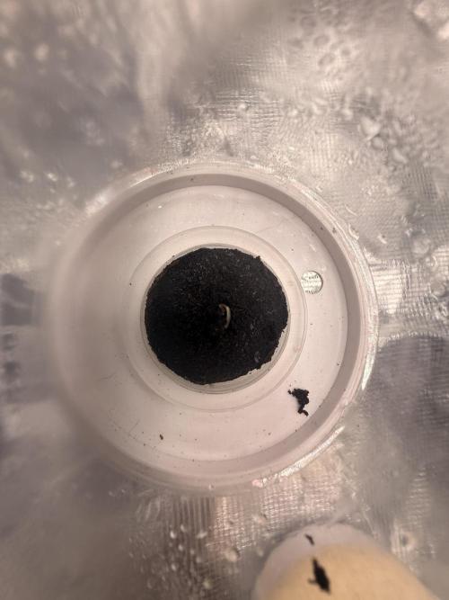 Bag seed from LEMON BERRY CANDY OG 🇺🇸. Week 0