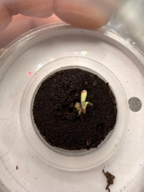 Bag seed from LEMON BERRY CANDY OG 🇺🇸. Week 0