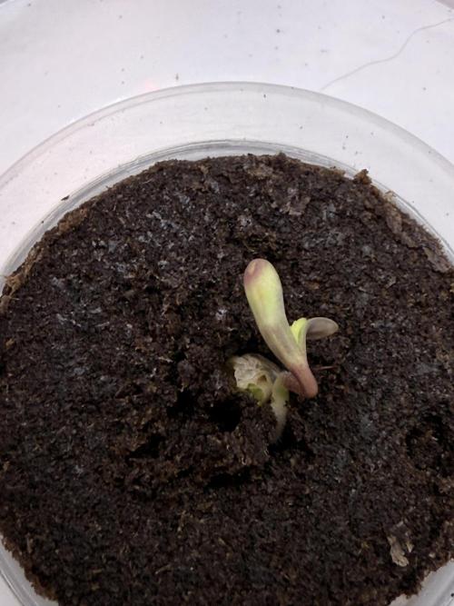 Bag seed from LEMON BERRY CANDY OG 🇺🇸. Week 0