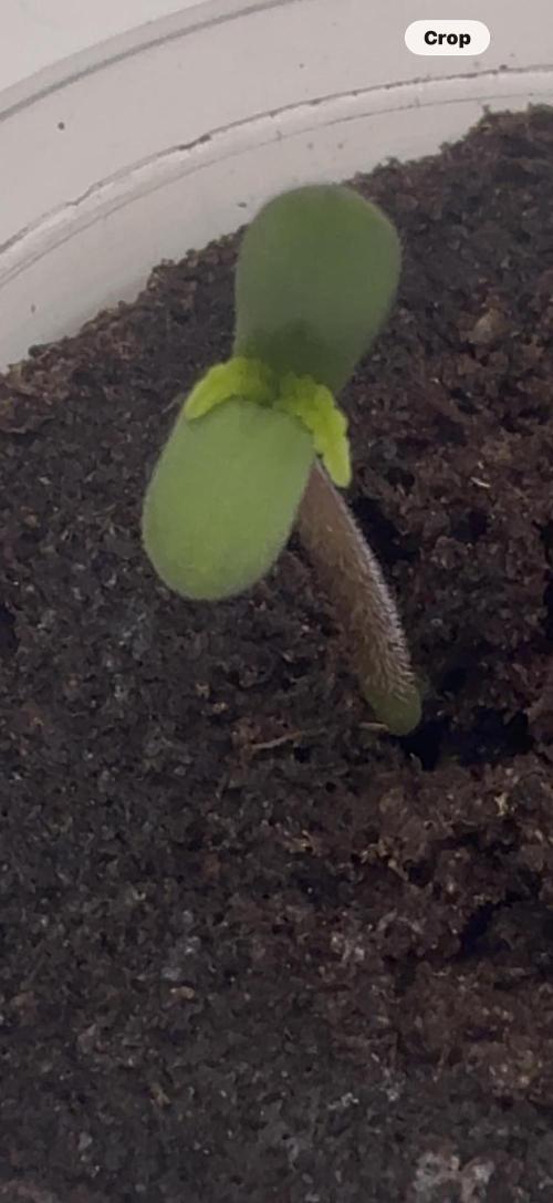 Bag seed from LEMON BERRY CANDY OG 🇺🇸. Week 0