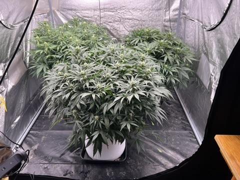 . Week 6