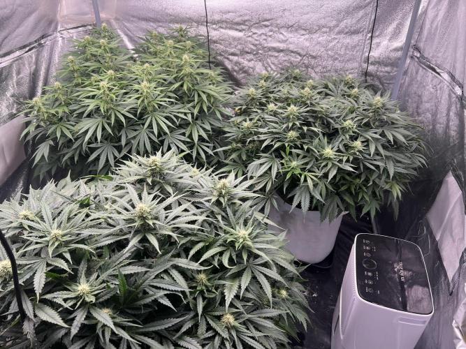 . Week 7