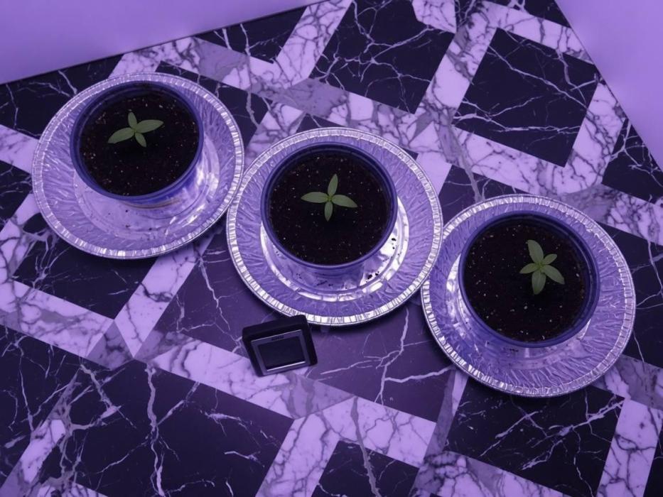 White Widow Auto - The Seed Pharm Run. Week 0