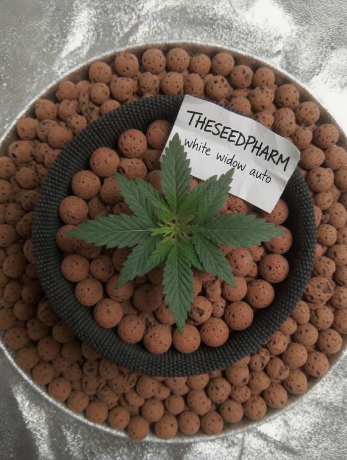 White Widow Auto - The Seed Pharm Run. Week 2