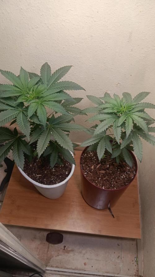 Crescendo first indoor attempt. Week 6 - Top view