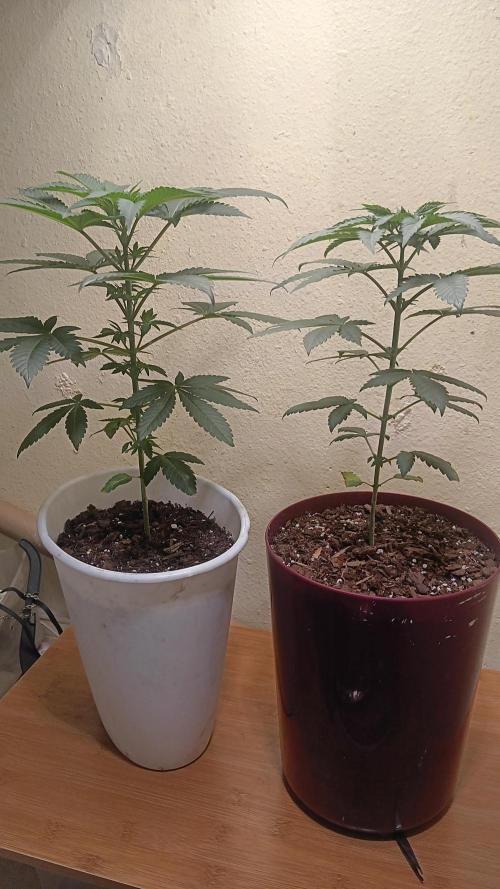 Crescendo first indoor attempt. Week 6 - Side view