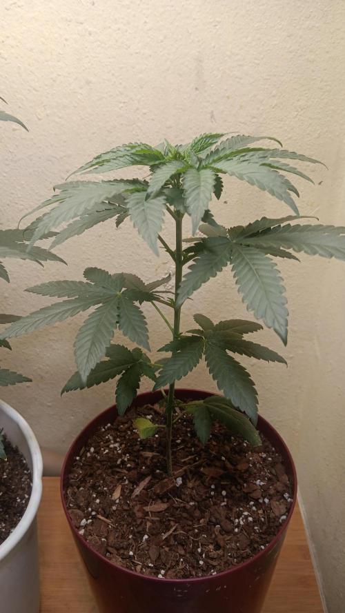 Crescendo first indoor attempt. Week 6 - Smaller of the two , expressing different type
