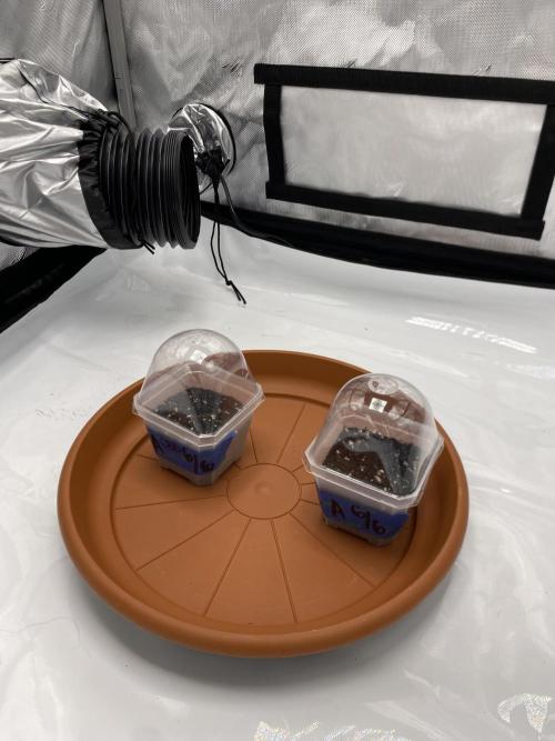 First Ever Grow. Week 0 - Sitting side by side on the ground in the 3x3