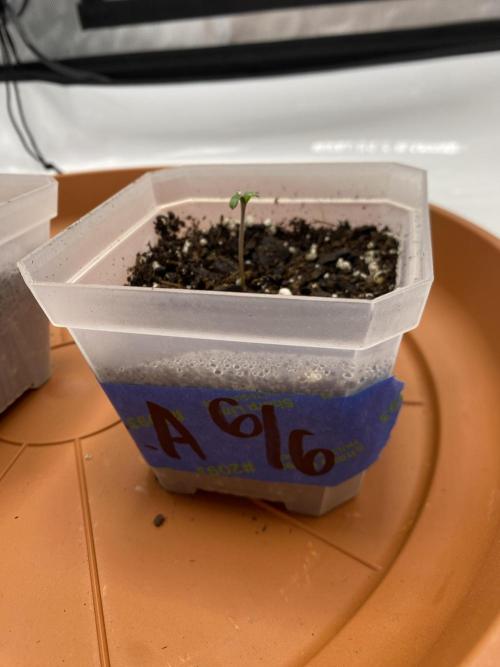 First Ever Grow. Week 1 - Fastbud’s Guava Auto RF3 looking healthy. Possibly on 2nd day Veg