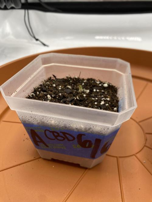 First Ever Grow. Week 1 - Charlotte’s Angels CBD not yet ready and the humidity dome will be kept on