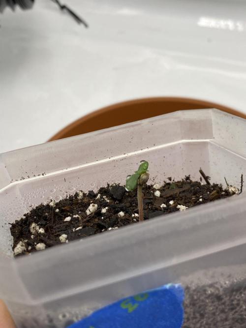 First Ever Grow. Week 1 - After my 8hr shift, the Charlottes Angel CBD finally broke thru her shell!