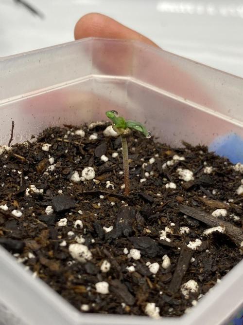 First Ever Grow. Week 1 - Officially Day 1 for Charlottes Angel CBD