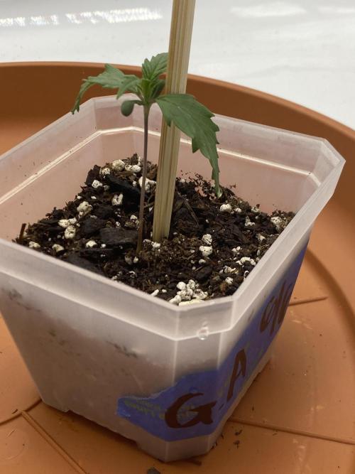First Ever Grow. Week 2 - The Guava RF3 needed some help standing, so I staked a chopstick