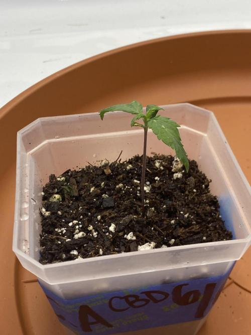 First Ever Grow. Week 2 - The CBD girl seems to be growing strong