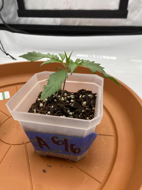First Ever Grow. Week 3 - Guava auto looking fine and mighty