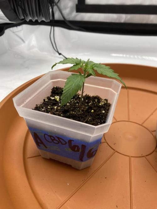 First Ever Grow. Week 3 - Charlottes Angel a bit on the smaller side, but healthy.