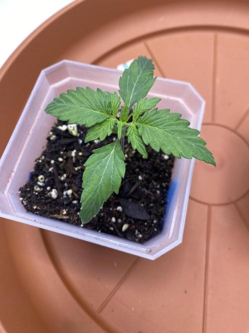 First Ever Grow. Week 3 - Charlotte Angel top side structure
