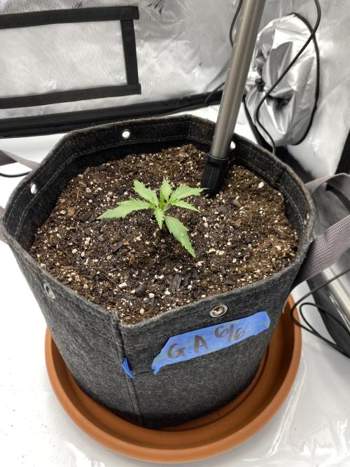 First Ever Grow. Week 3 - The Guava Auto in her new home! Plenty of room in her final home