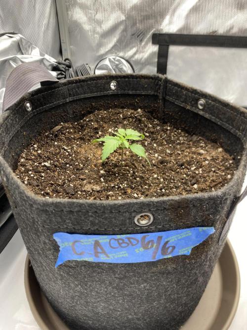 First Ever Grow. Week 3 - Charlottes Angel looking tiny in her new home 🤣