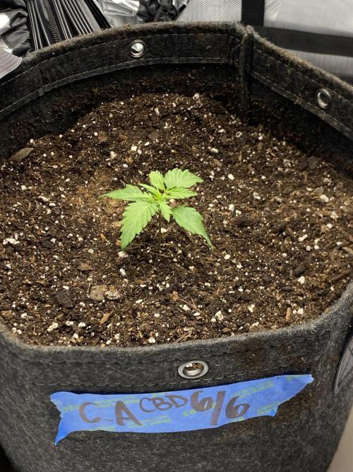 First Ever Grow. Week 3 - Some close up shots of the CA CBD