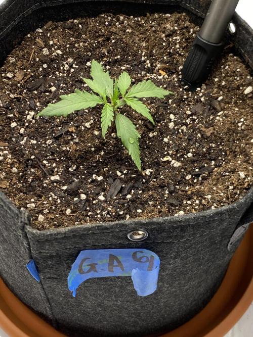 First Ever Grow. Week 3 - Close up of the Guava Auto RF3