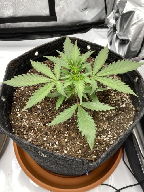 First Ever Grow. Week 3 - Guava Auto 6/28, 8 days after transplant and took a liking into her forever home