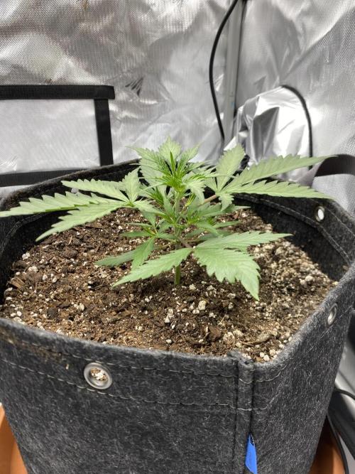First Ever Grow. Week 3 - Guava Auto grown quite a few nodes 8 days later