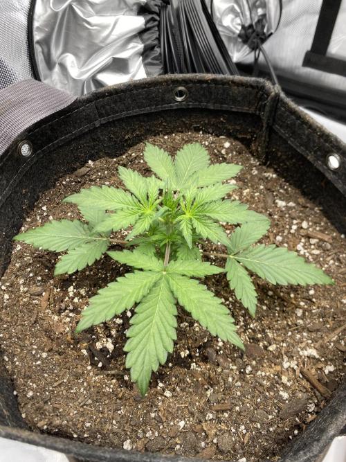 First Ever Grow. Week 3 - Charlottes Angel has also grown considerably, although is the smaller of the two