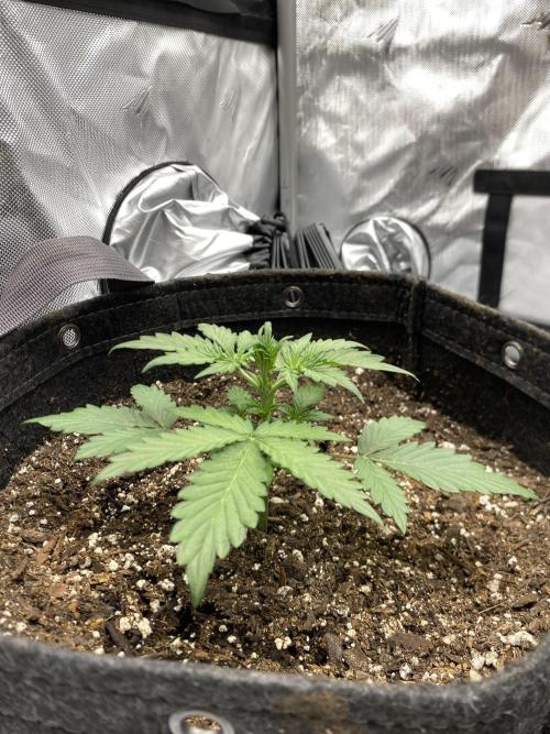 First Ever Grow. Week 3 - Charlottes Angel short and stout