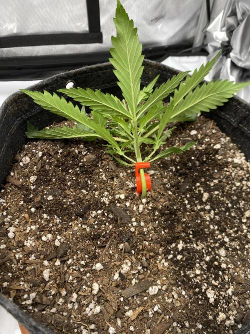 First Ever Grow. Week 3 - Trained out the Guava Auto using a BudClip off the main stem