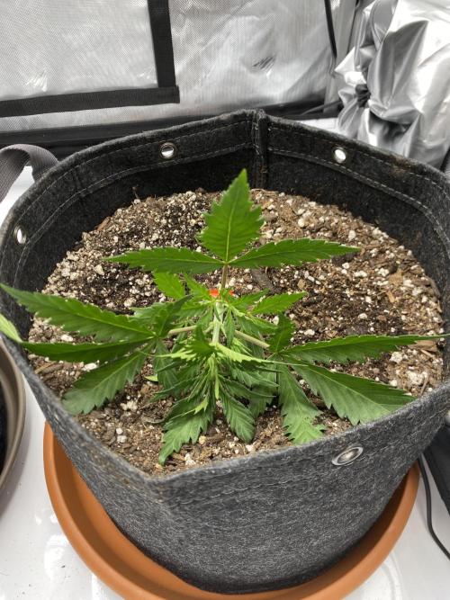 First Ever Grow. Week 3 - Some leaves flat facing on the soil, she’ll bounce back!
