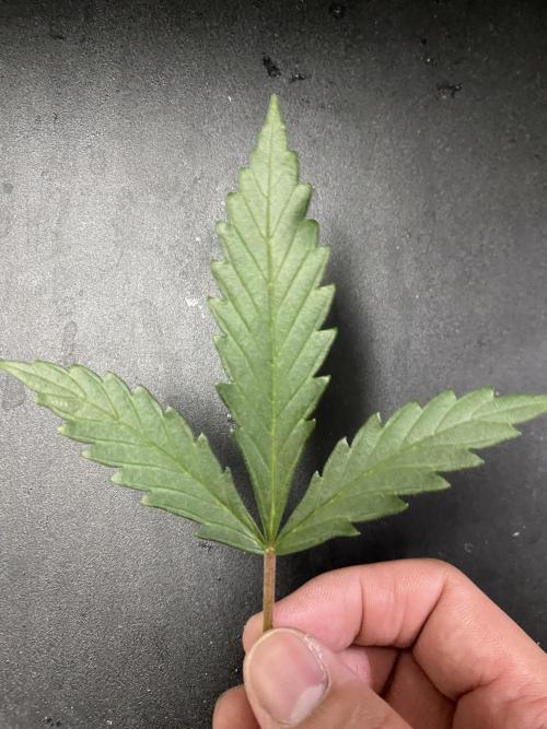 First Ever Grow. Week 3 - The removed fan leaf, rich deep green. She’s definitely healthy!