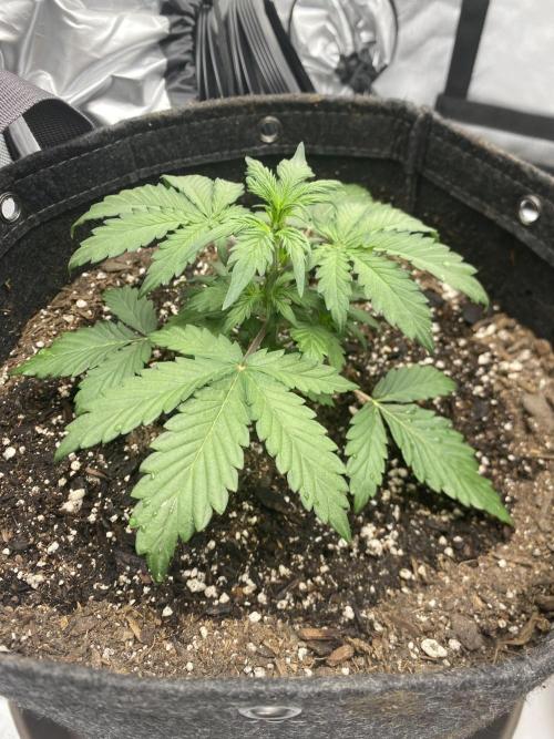 First Ever Grow. Week 4