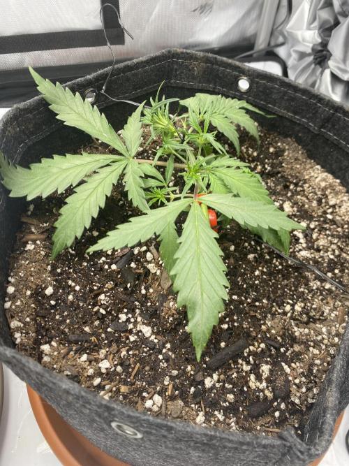 First Ever Grow. Week 4