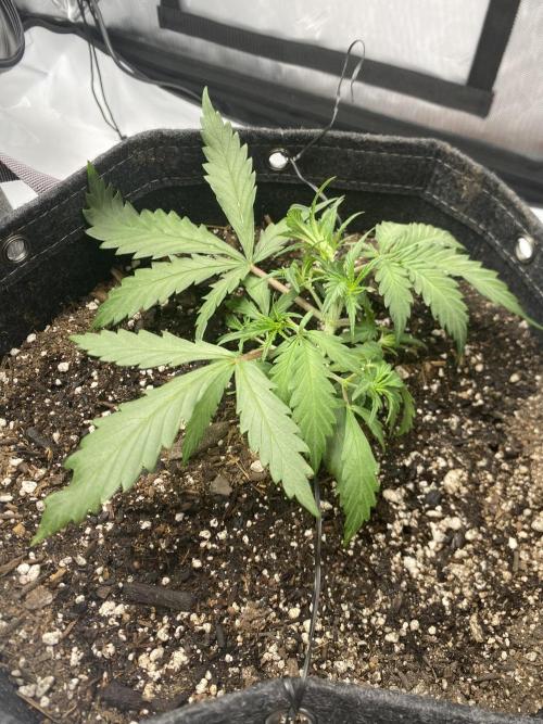 First Ever Grow. Week 4