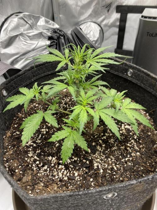 First Ever Grow. Week 5 - 7/5 update Charlottes Angel CBD Auto