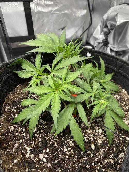 First Ever Grow. Week 5 - 7/5 update Guava Auto getting some defoliation to allow more airflow and light