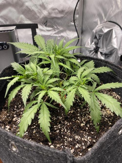 First Ever Grow. Week 5 - 7/8 Update Guava Auto RF3 after defoliation she bounced back