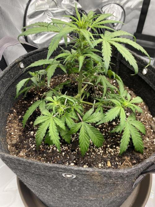 First Ever Grow. Week 5 - 7/8 Update Charlottes Angel CBD getting some stakes to hold down her branches 