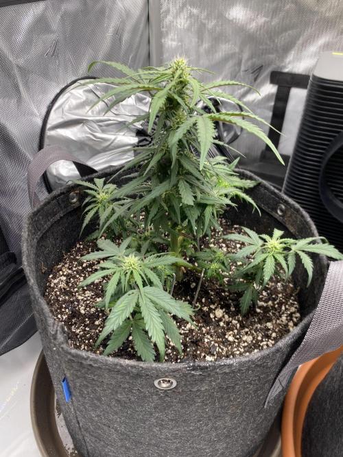 First Ever Grow. Week 6