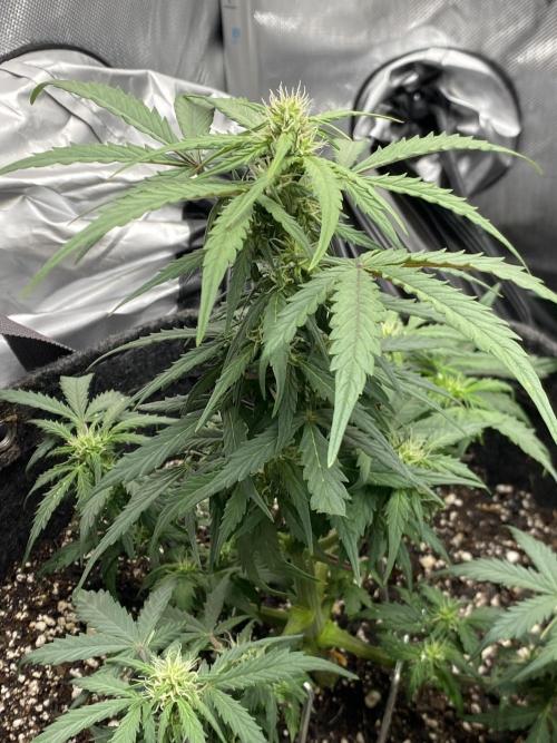 First Ever Grow. Week 6