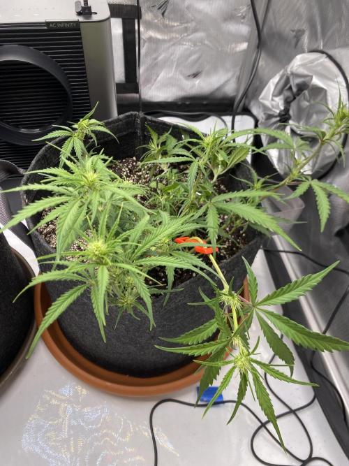 First Ever Grow. Week 6